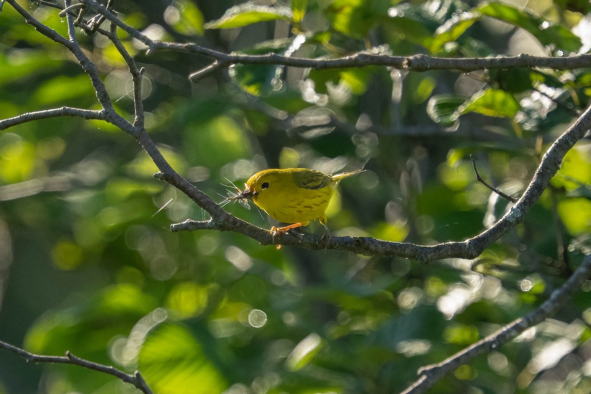 Yellow Warbler - ML638296574