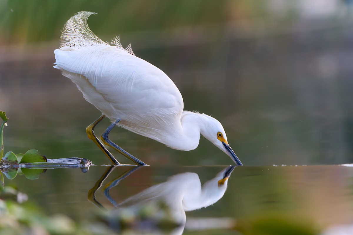 Snowy Egret - ML638296580