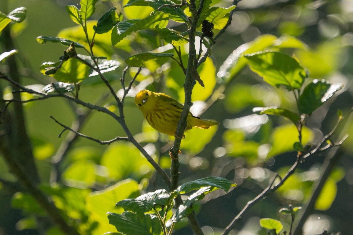 Yellow Warbler - ML638296581