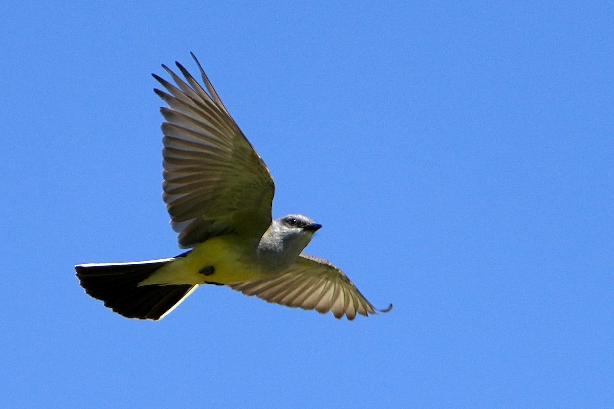 Western Kingbird - ML638296582
