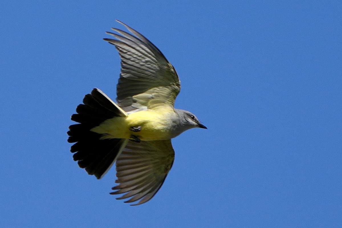 Western Kingbird - ML638296583