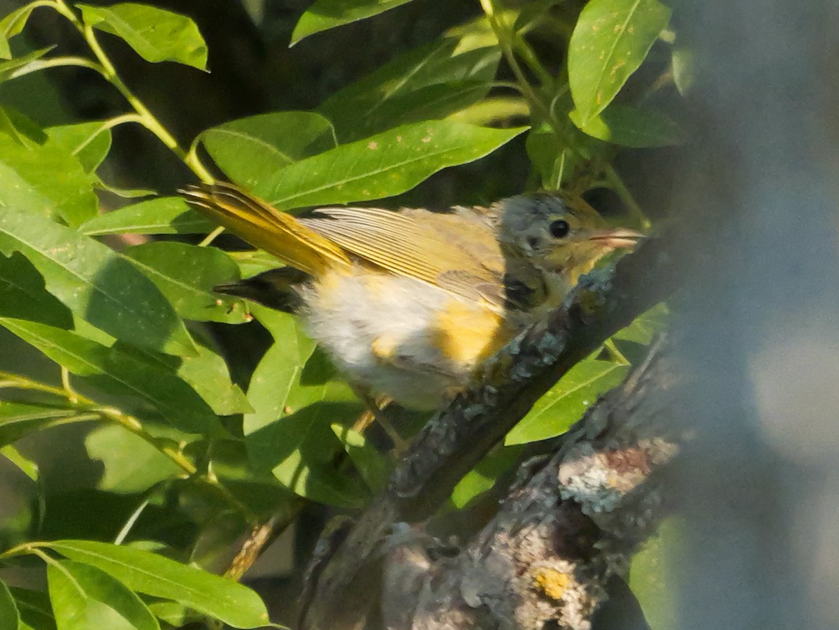 Yellow Warbler (Northern) - ML638296585
