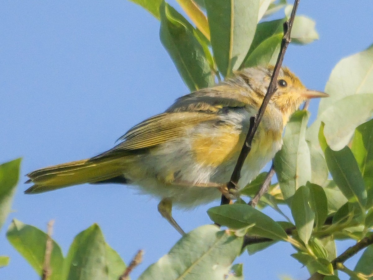 Yellow Warbler (Northern) - ML638296586