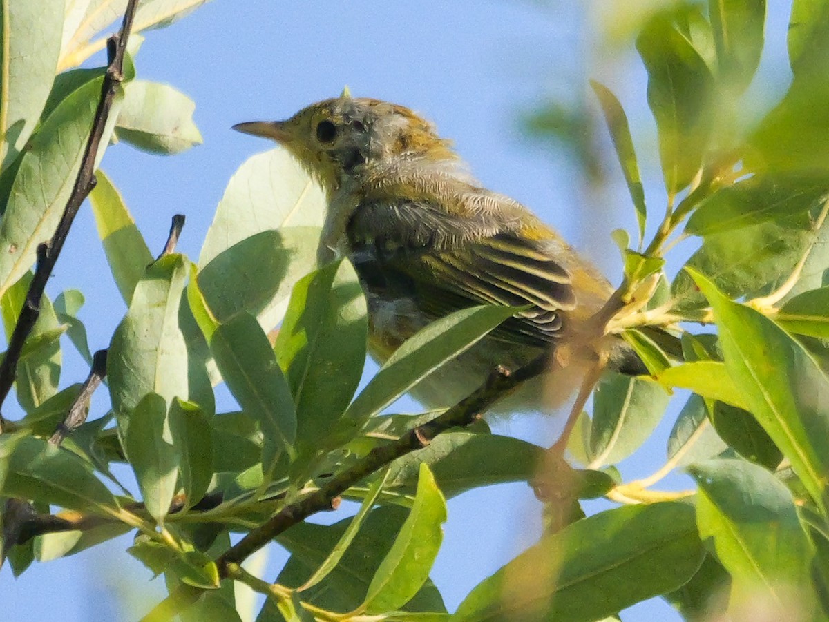 Yellow Warbler (Northern) - ML638296587