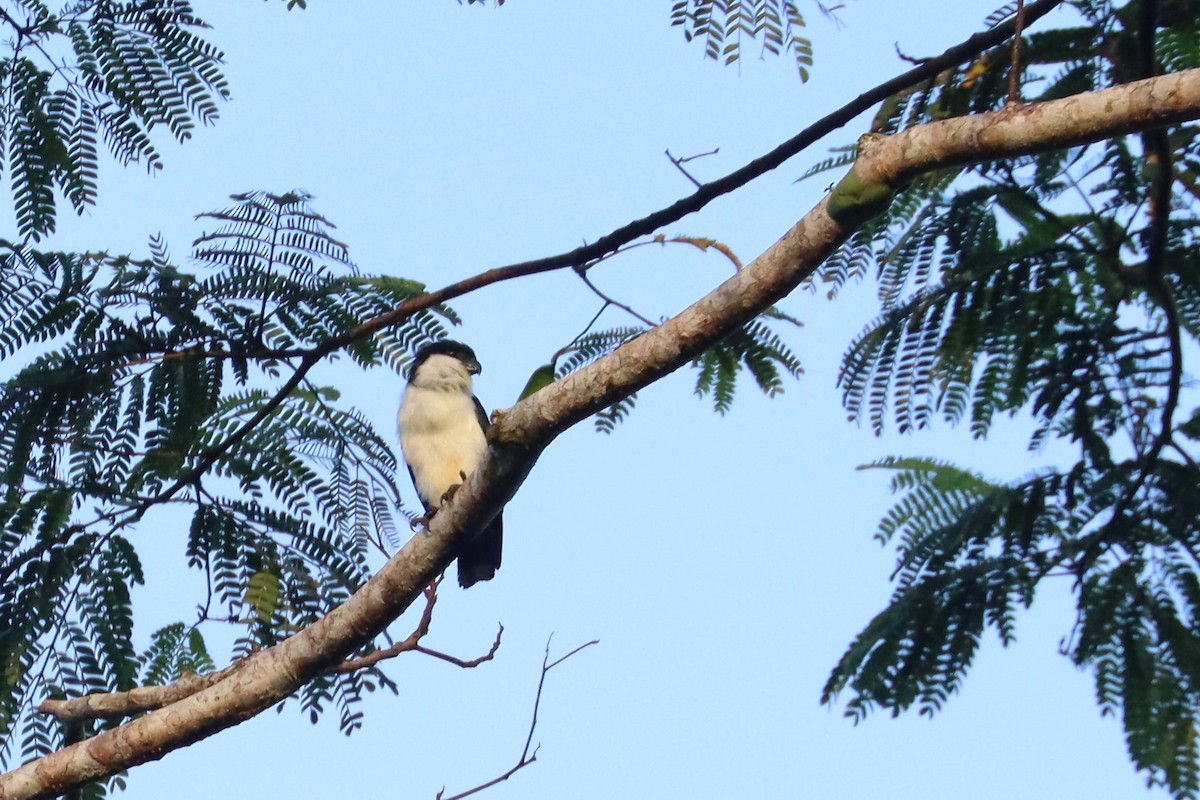 Philippine Falconet - ML638296590