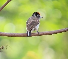 White-bellied Piculet - ML638296591