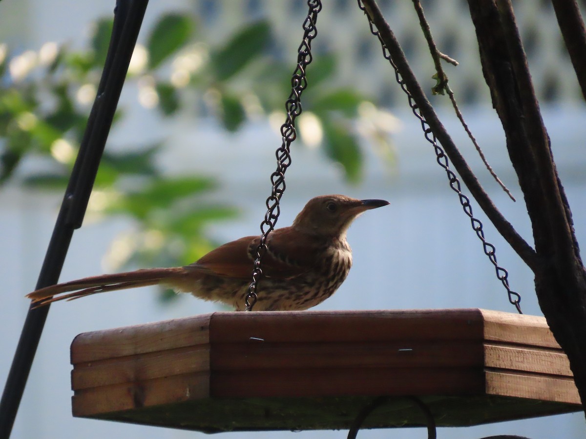 Brown Thrasher - ML638296600