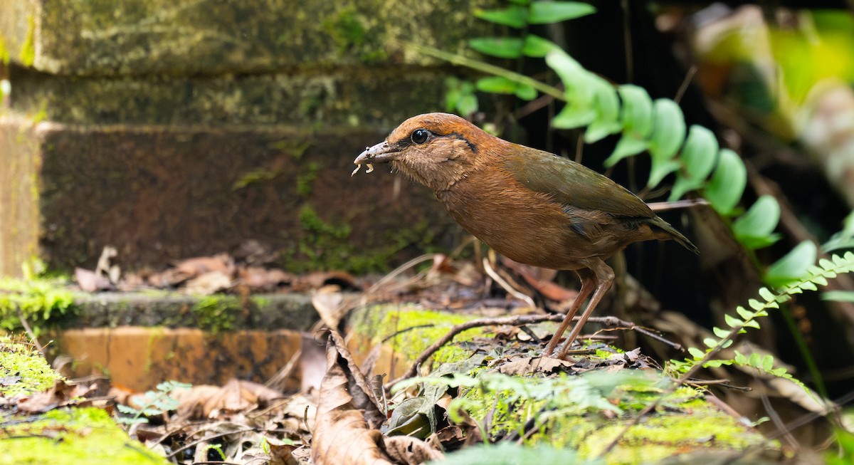 Rusty-naped Pitta - ML638296604