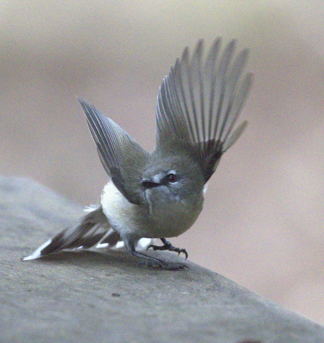 Northern Fantail - ML638296605