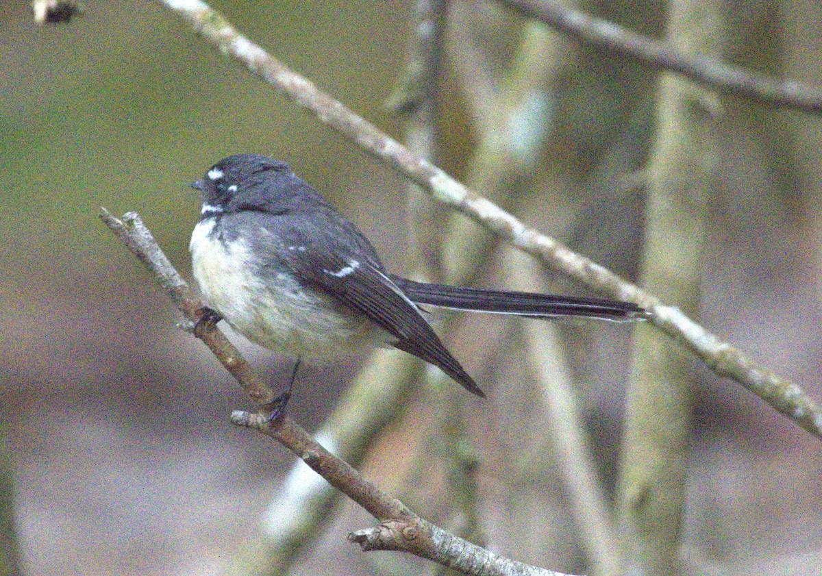 Gray Fantail - ML638296609