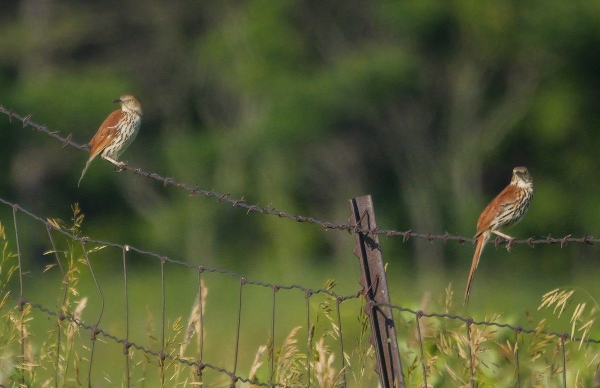 Brown Thrasher - ML638296610