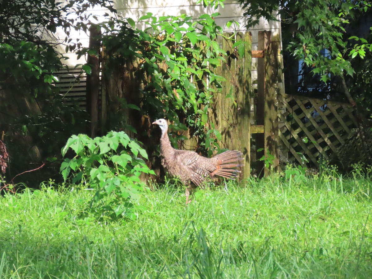 Wild Turkey - ML638296611