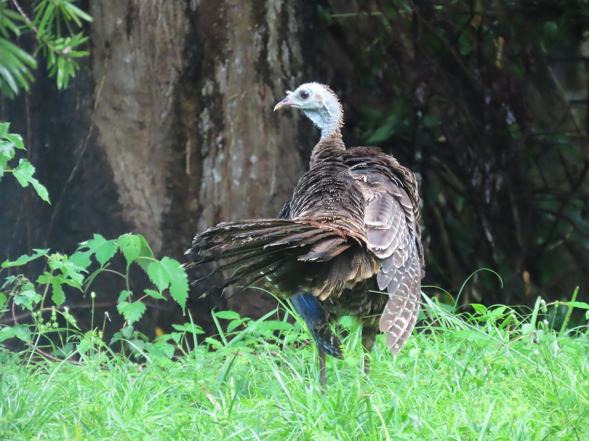 Wild Turkey - ML638296612