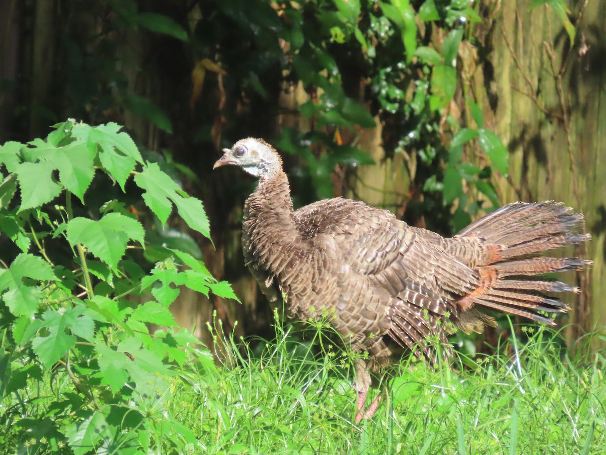 Wild Turkey - ML638296613
