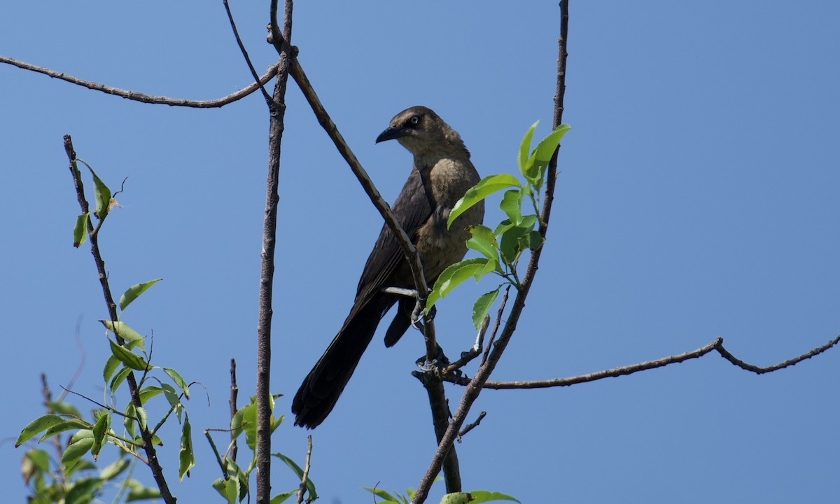 Boat-tailed Grackle - ML638296618