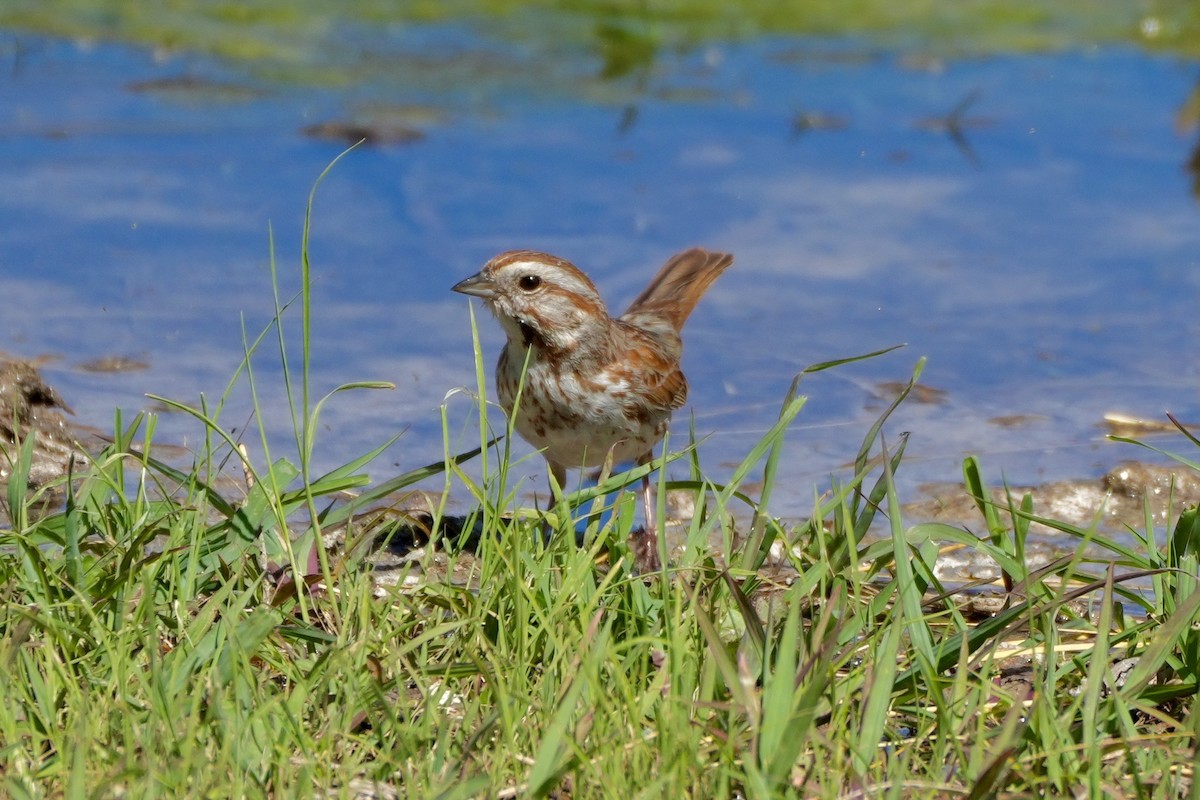 Song Sparrow - ML638296619