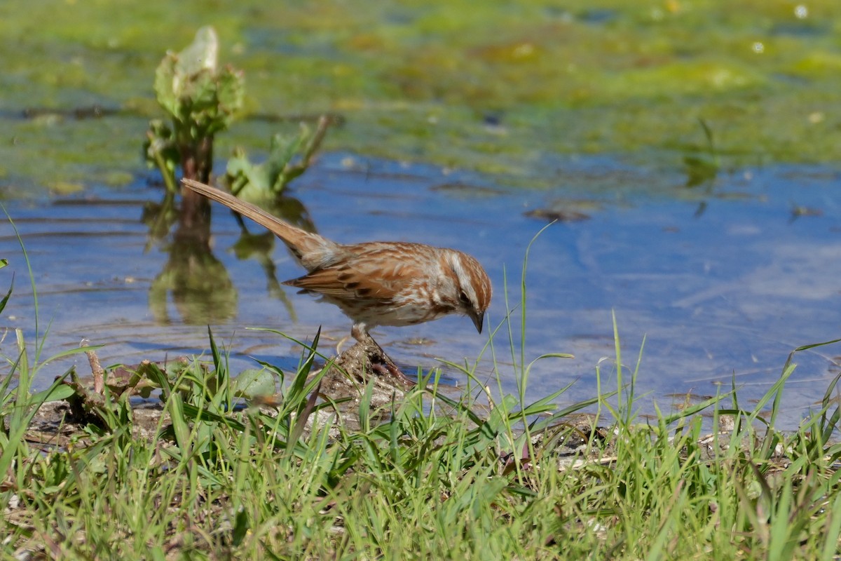 Song Sparrow - ML638296620