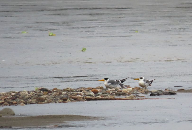 Large-billed Tern - ML638296621