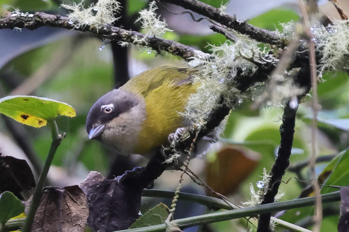 Common Chlorospingus (Northern Bolivia) - ML638296622