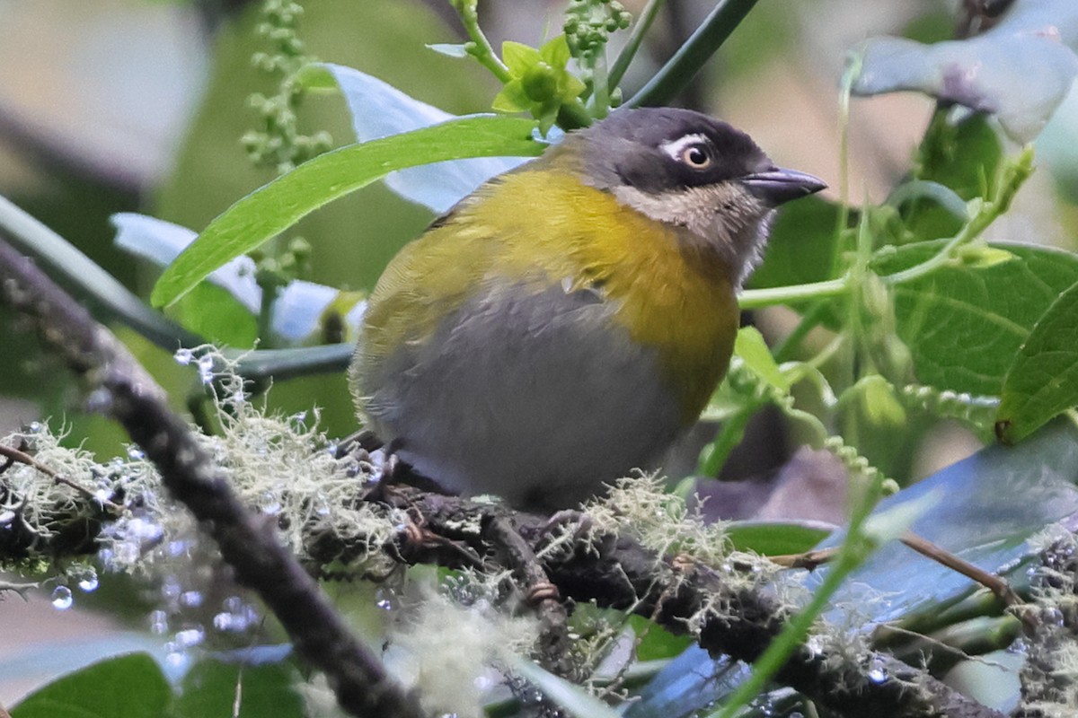 Common Chlorospingus (Northern Bolivia) - ML638296624