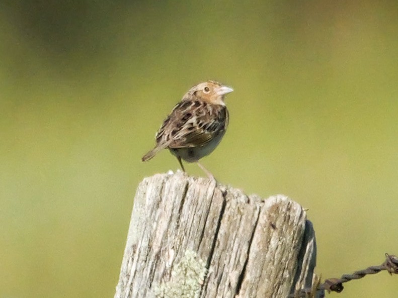 Grasshopper Sparrow - ML638296628