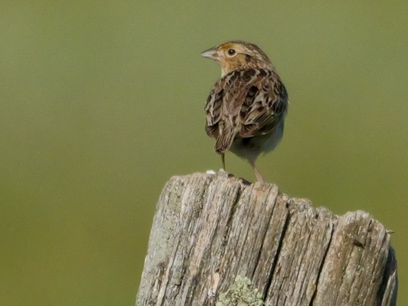 Grasshopper Sparrow - ML638296629