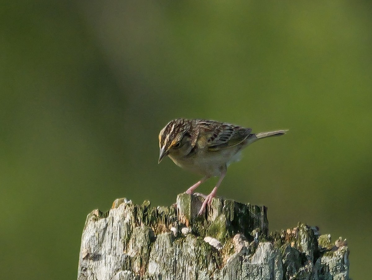 Grasshopper Sparrow - ML638296630