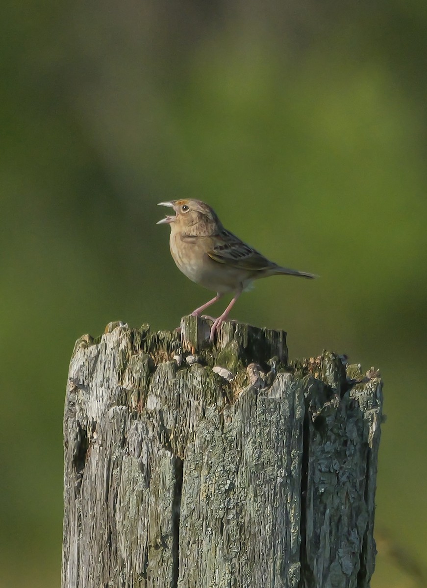 Grasshopper Sparrow - ML638296631