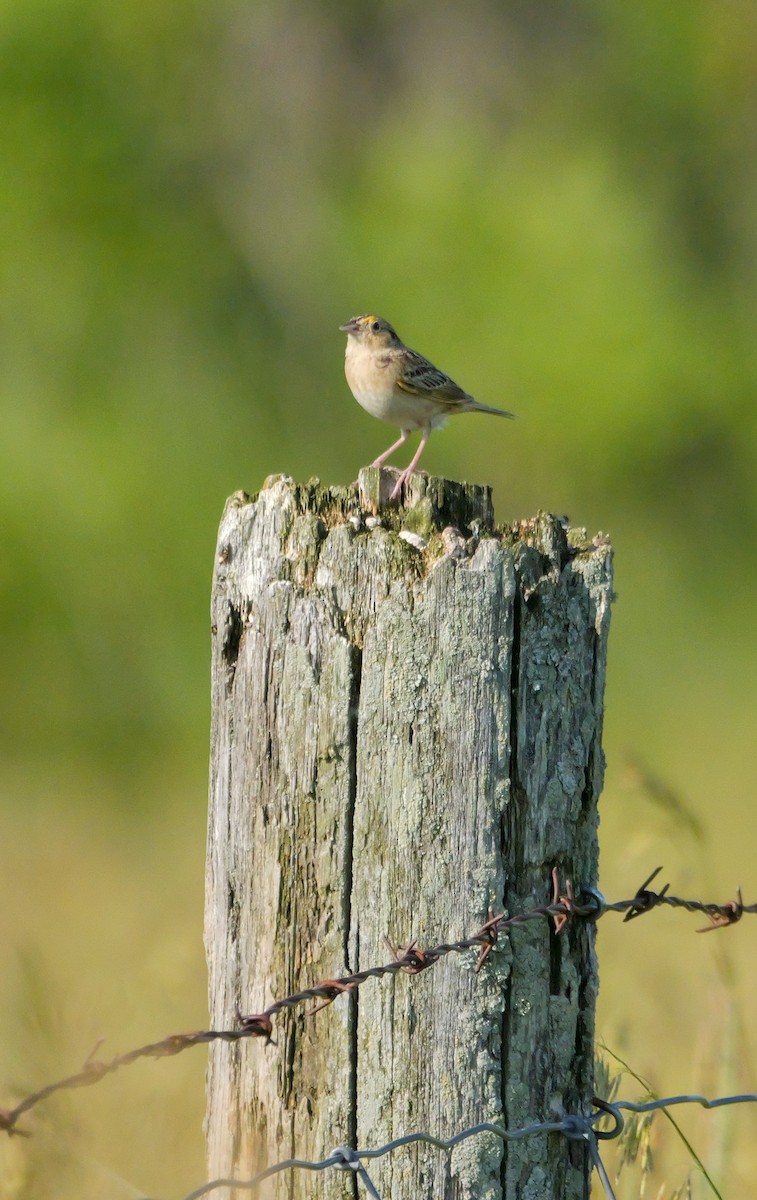 Grasshopper Sparrow - ML638296632