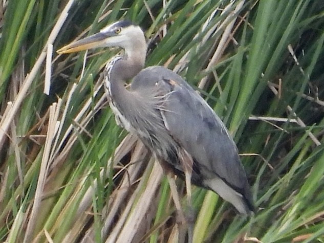Great Blue Heron - ML638296633