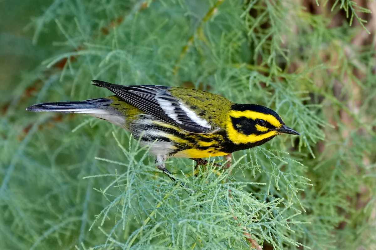Townsend's Warbler - ML638296636