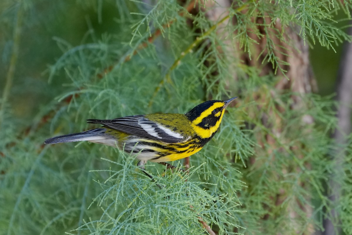 Townsend's Warbler - ML638296638