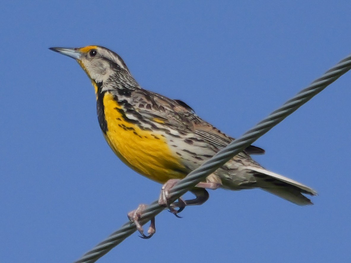 Eastern Meadowlark (Eastern) - ML638296639