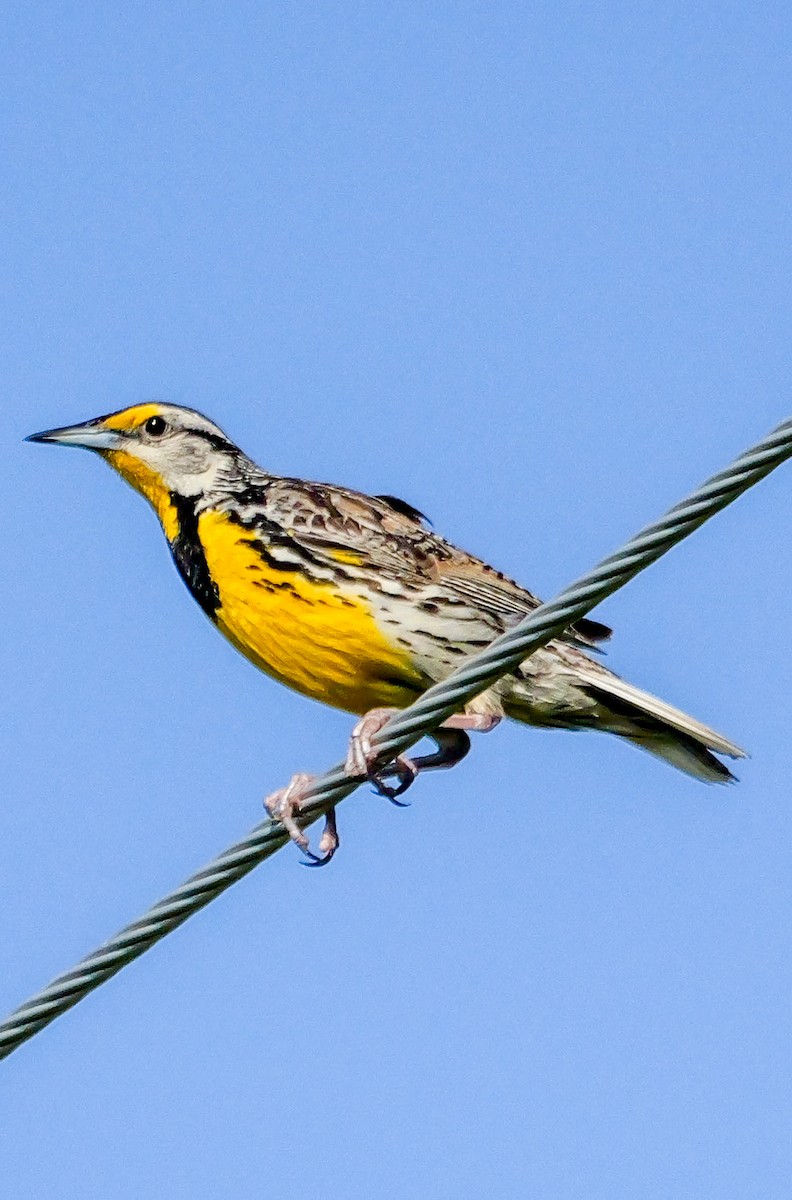 Eastern Meadowlark (Eastern) - ML638296640