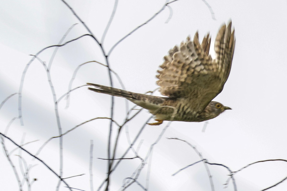 Common Hawk-Cuckoo - ML638296644