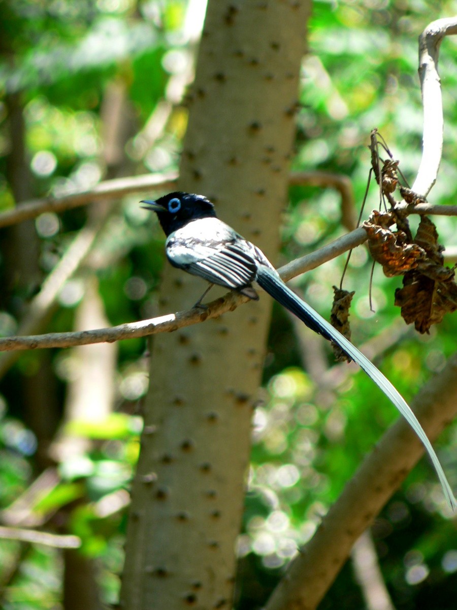 Malagasy Paradise-Flycatcher (Malagasy) - ML638296648