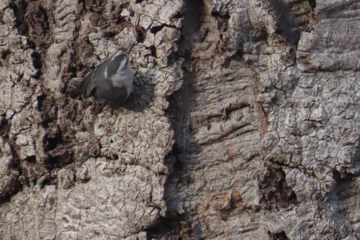 White-breasted Nuthatch - ML638296659