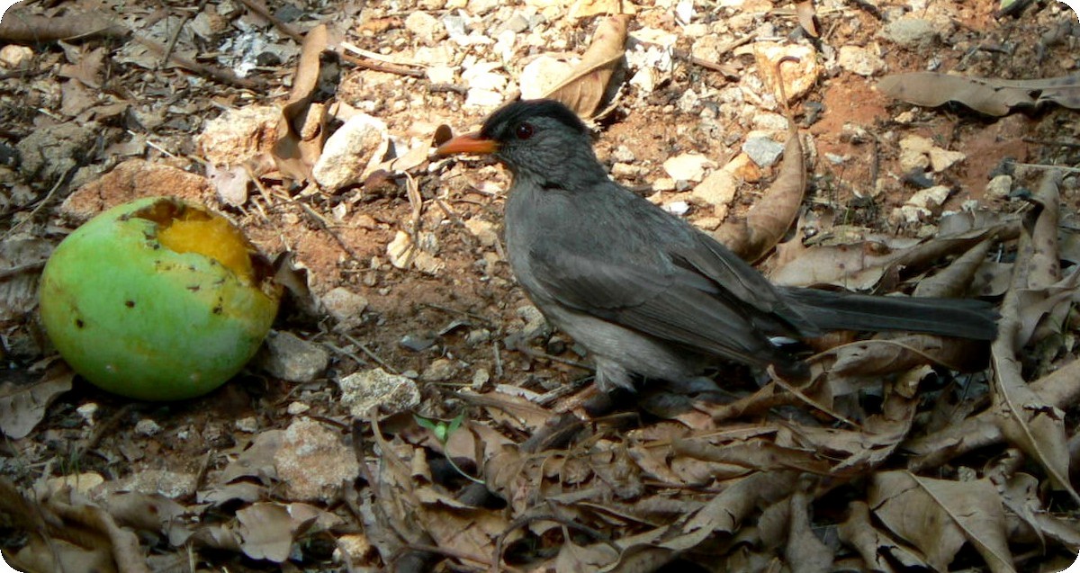 Malagasy Bulbul - ML638296670