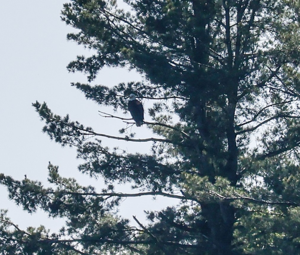 Weißkopf-Seeadler - ML638296671