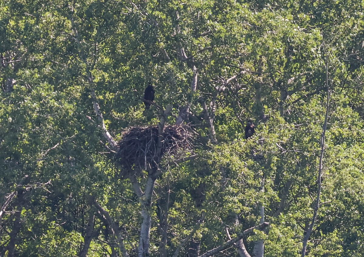 Weißkopf-Seeadler - ML638296672