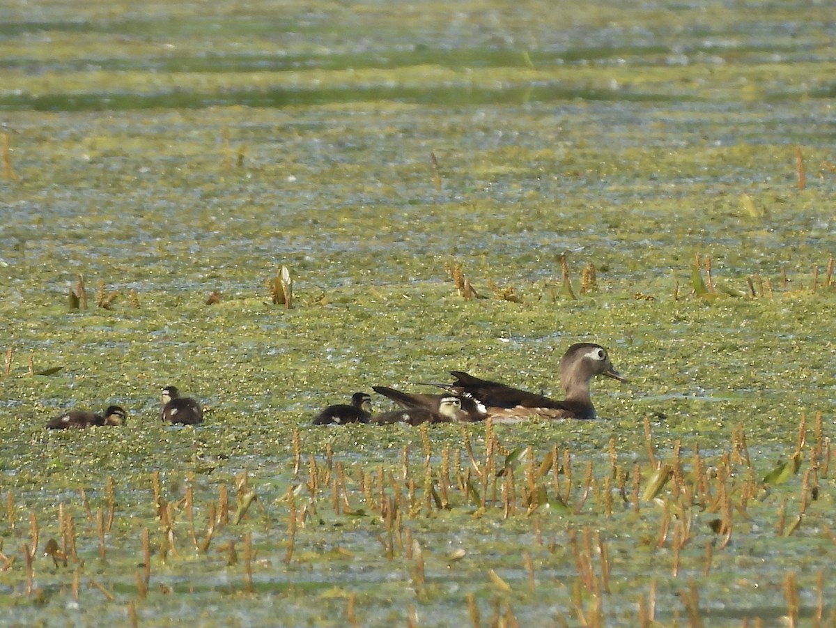 Wood Duck - ML638296707