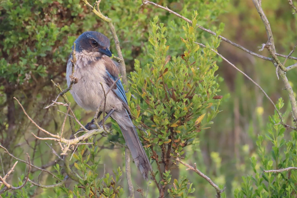 California Scrub-Jay - ML638296710