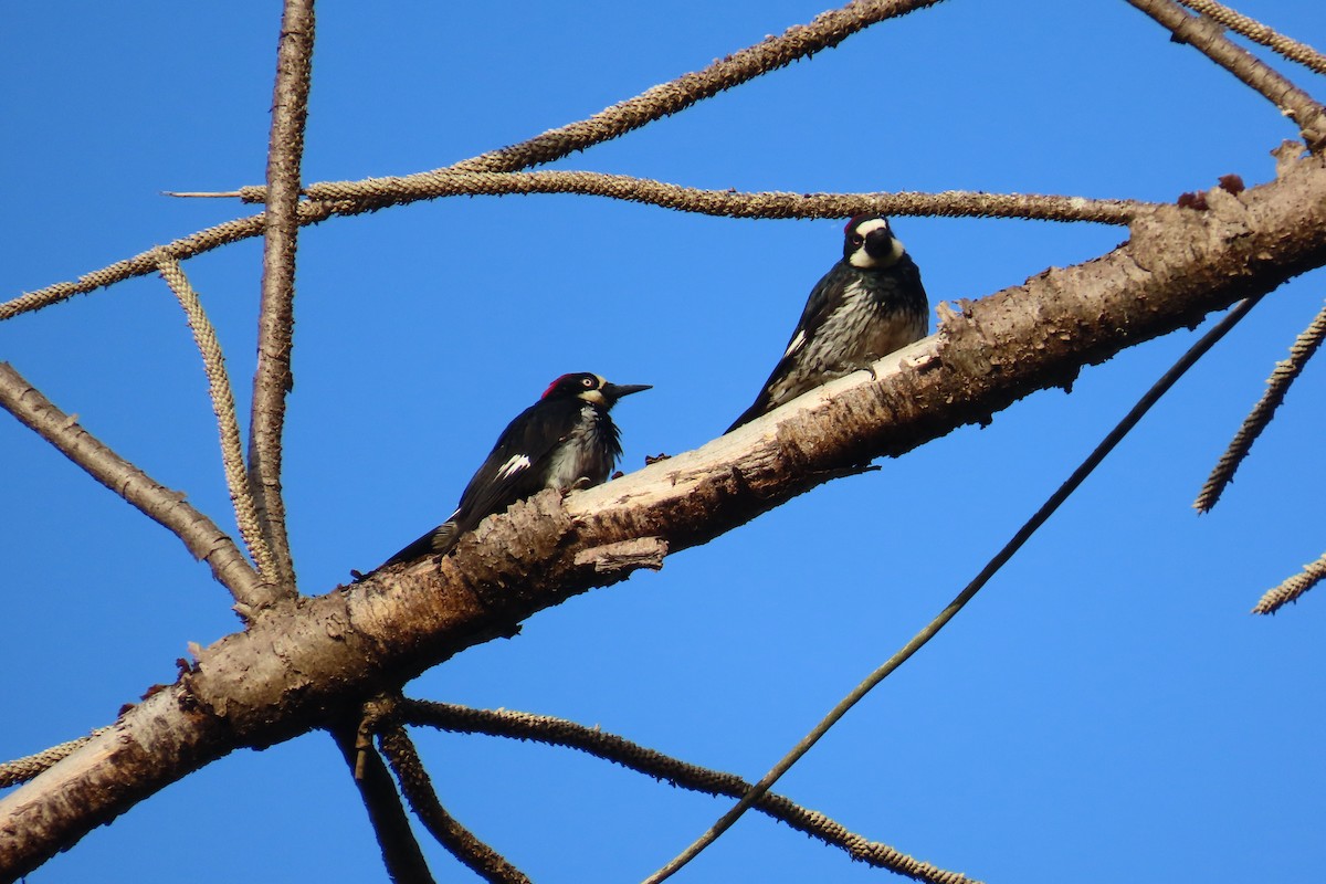 Acorn Woodpecker - ML638296711
