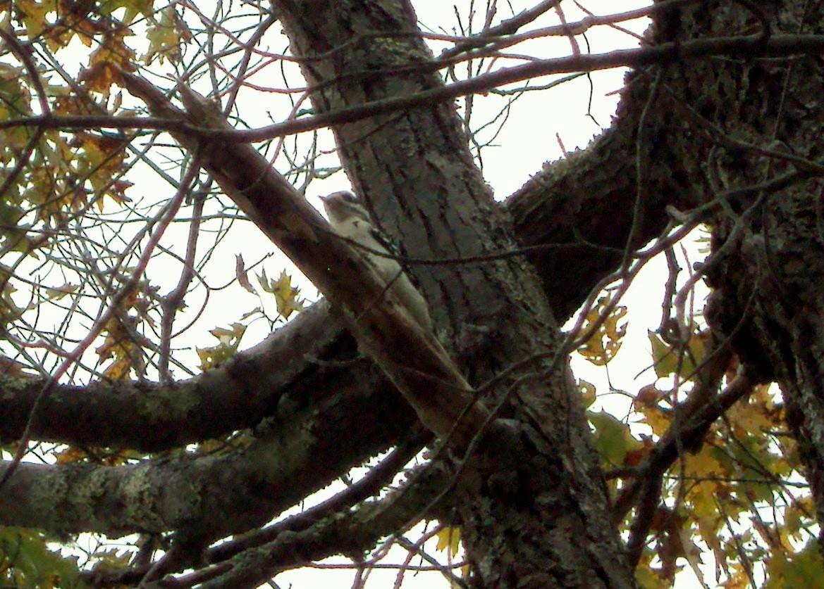 Downy Woodpecker - ML638296714