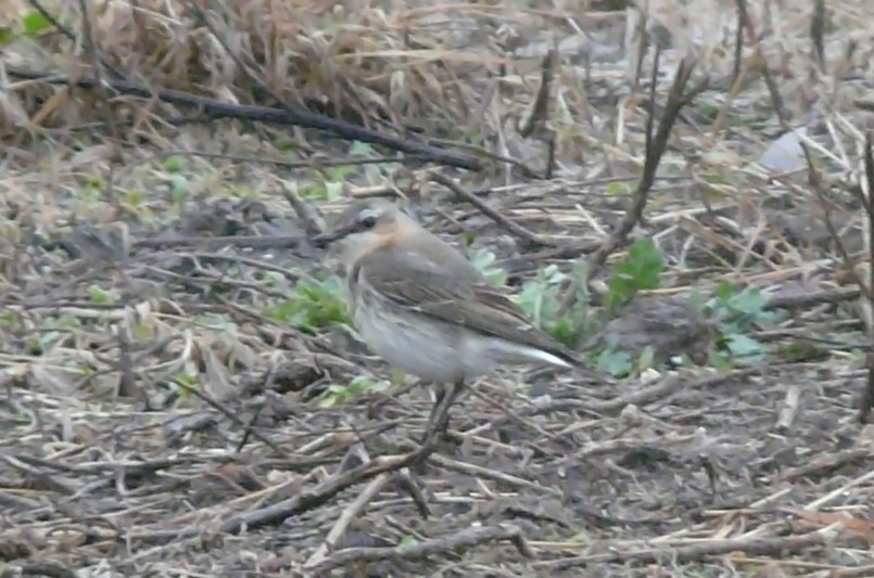 Northern Wheatear - ML638296716