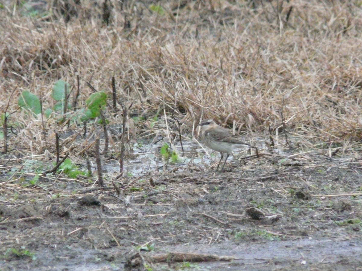 Northern Wheatear - ML638296717