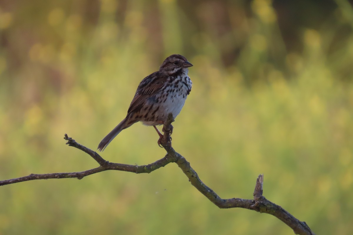 Song Sparrow - ML638296719