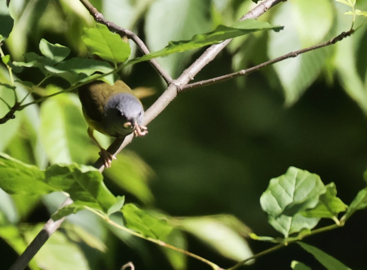 Mourning Warbler - ML638296721
