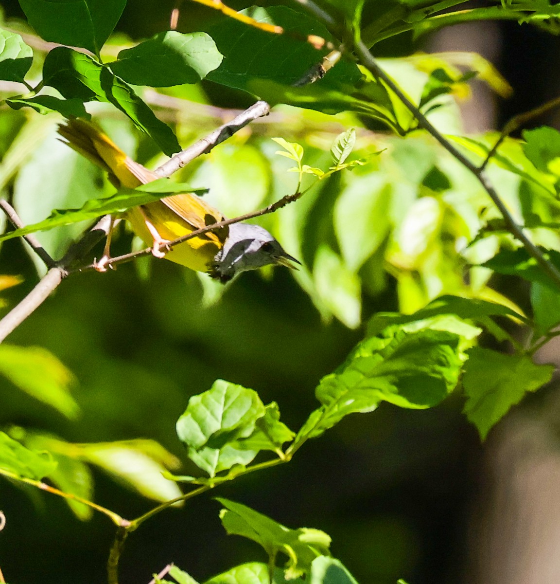 Mourning Warbler - ML638296722