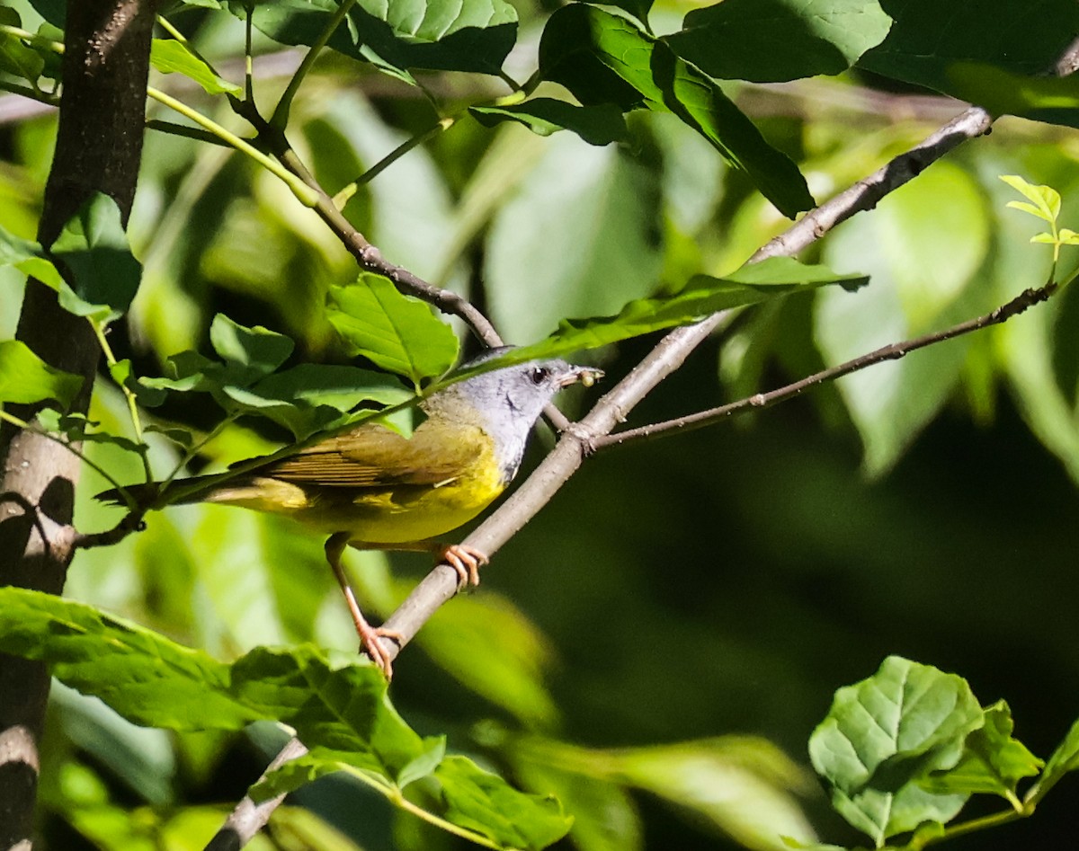 Mourning Warbler - ML638296723